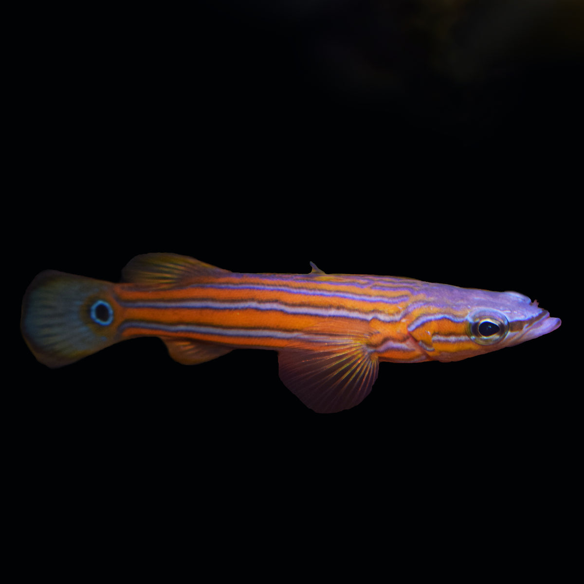 Australian Flathead Perch