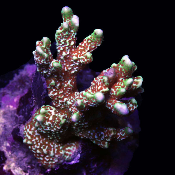 WYSIWYG cultured Forest Fire Montipora digitata D4