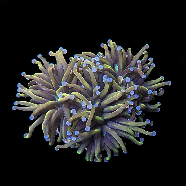 Mystery cultured Euphyllia from &quot;Ocean Oddities&quot;