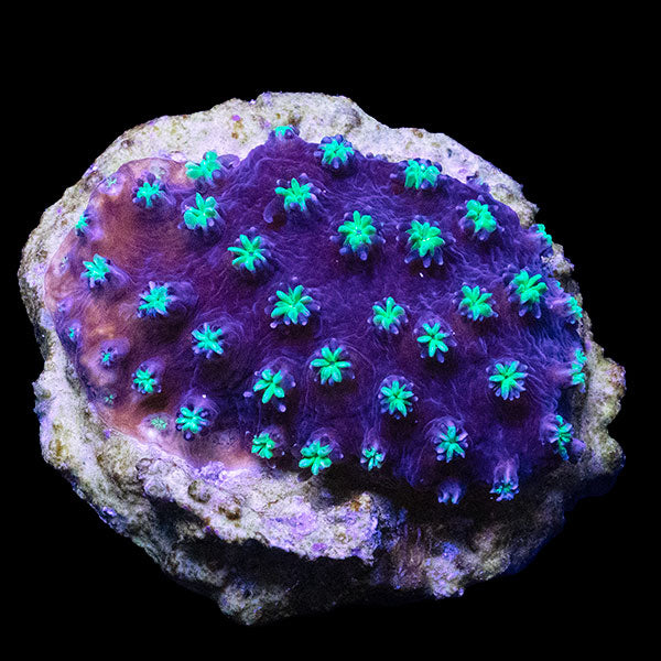Biota Galaxea frag