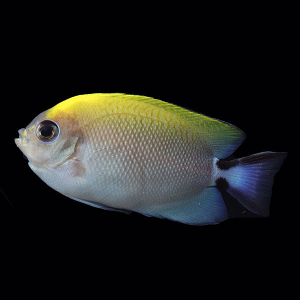 WYSIWYG Biota captive bred Swallowtail Angelfish 1
