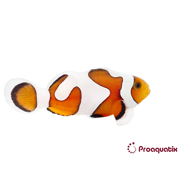 Gladiator Da Vinci Clownfish Proaquatix