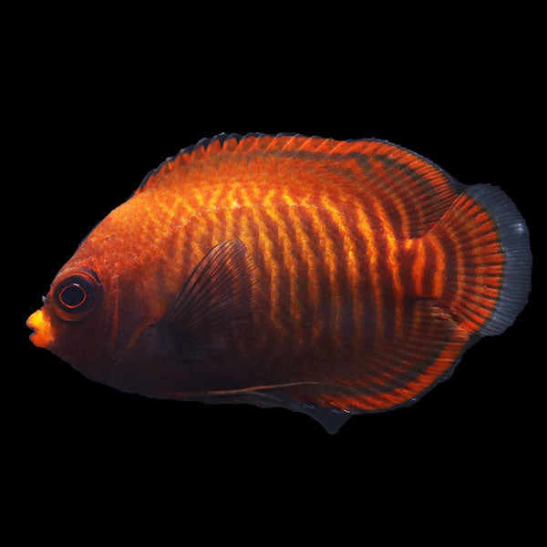 WYSIWYG Bali captive bred  Golden Angelfish 1