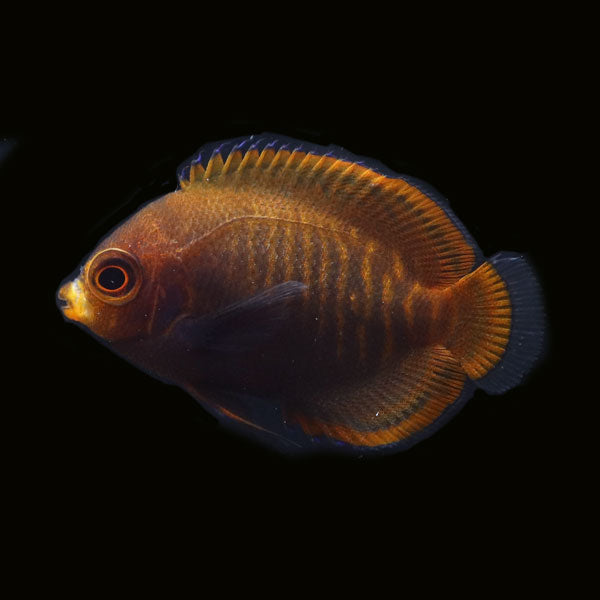 WYSIWYG Bali captive bred Golden Angelfish