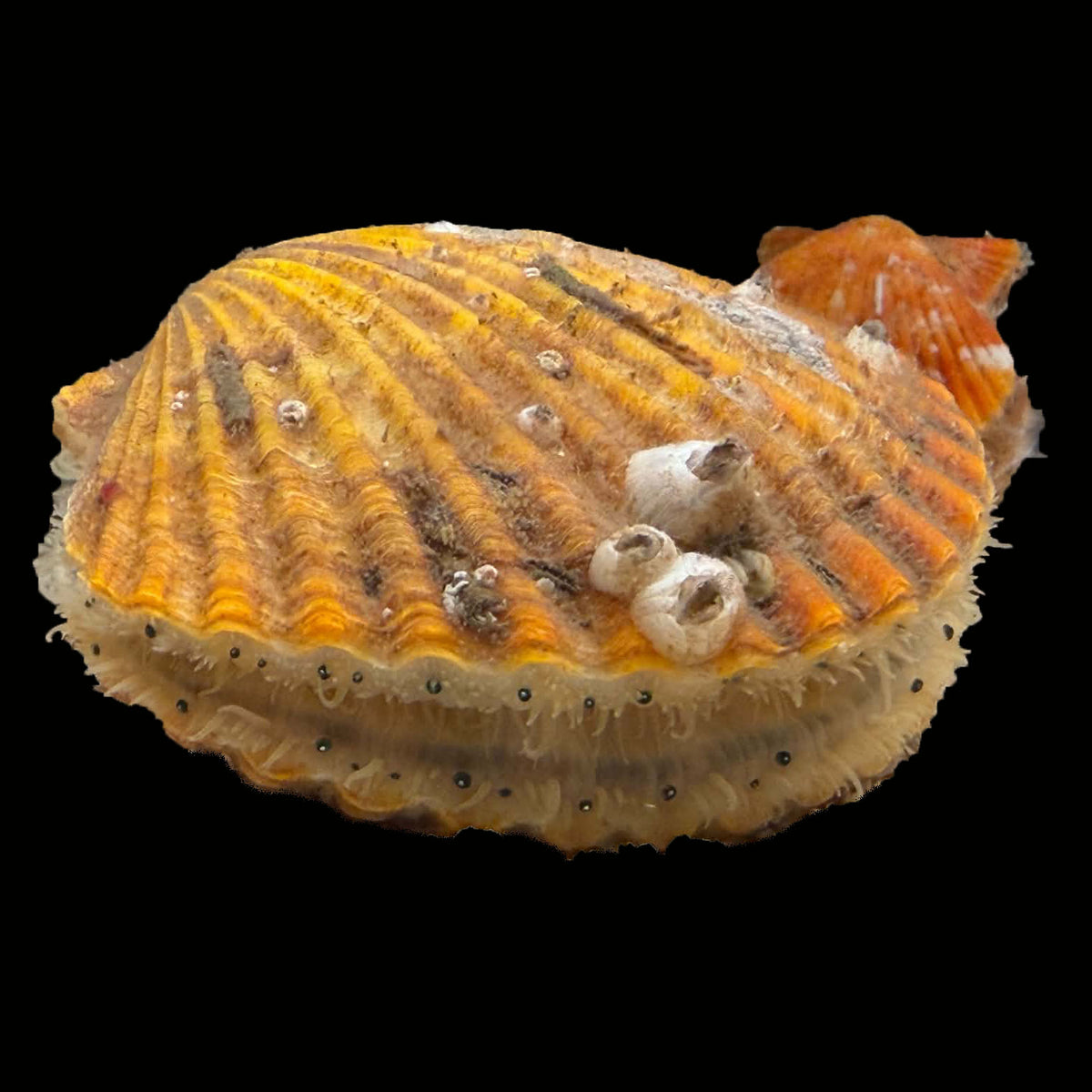 Golden Scallop