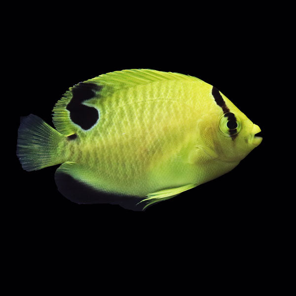 WYSIWYG Bali captive bred Goldflake Angelfish 1