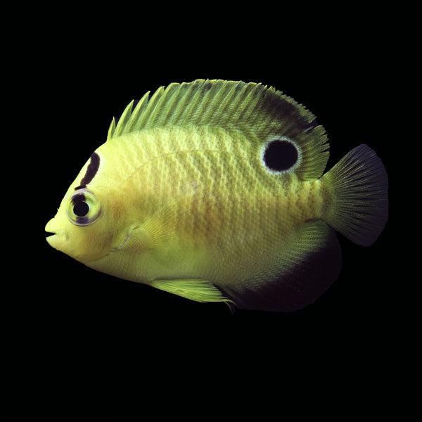 WYSIWYG Bali captive bred Goldflake Angelfish 2