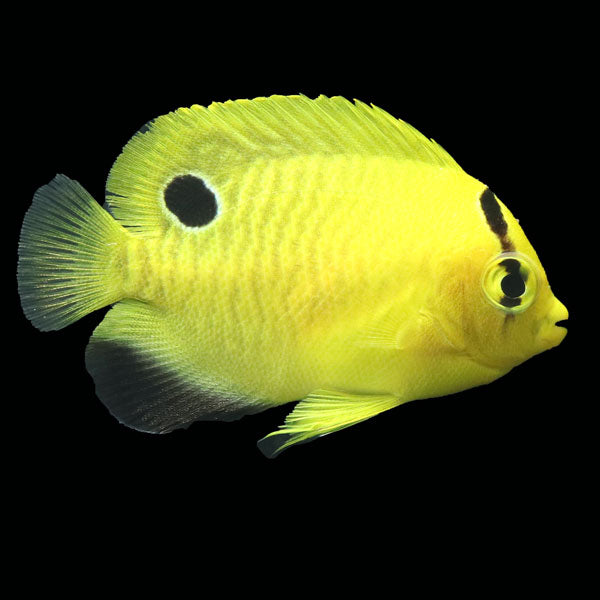 WYSIWYG Bali captive bred Goldflake Angelfish 3