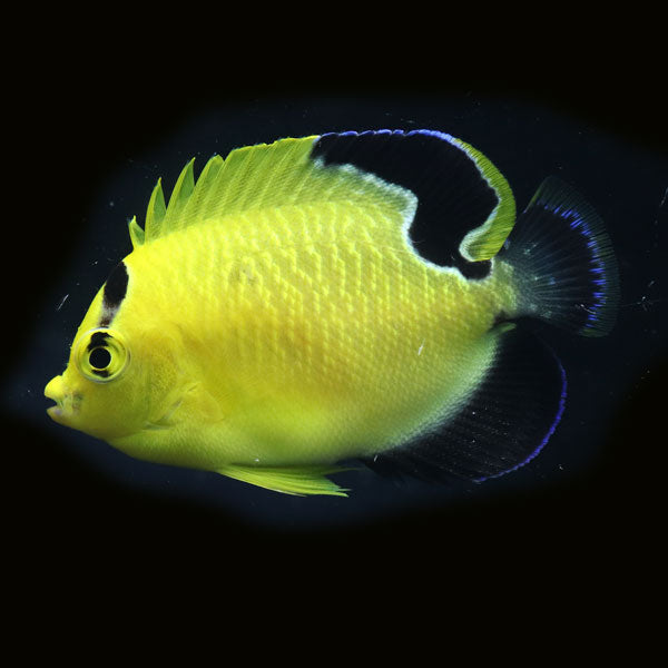 WYSIWYG Bali captive bred Goldflake Angelfish 4