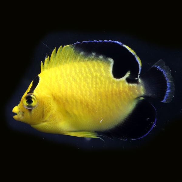WYSIWYG Bali captive bred Goldflake Angelfish 5