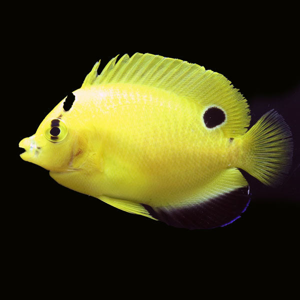 WYSIWYG Bali captive bred Goldflake Angelfish 6