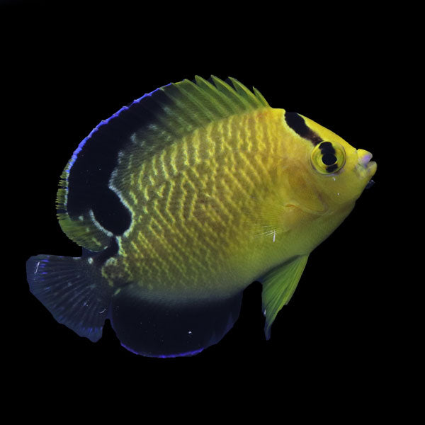 WYSIWYG Bali captive bred Goldflake Angelfish 7