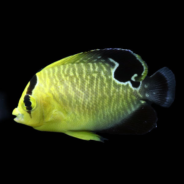 WYSIWYG Bali captive bred Goldflake Angelfish 9