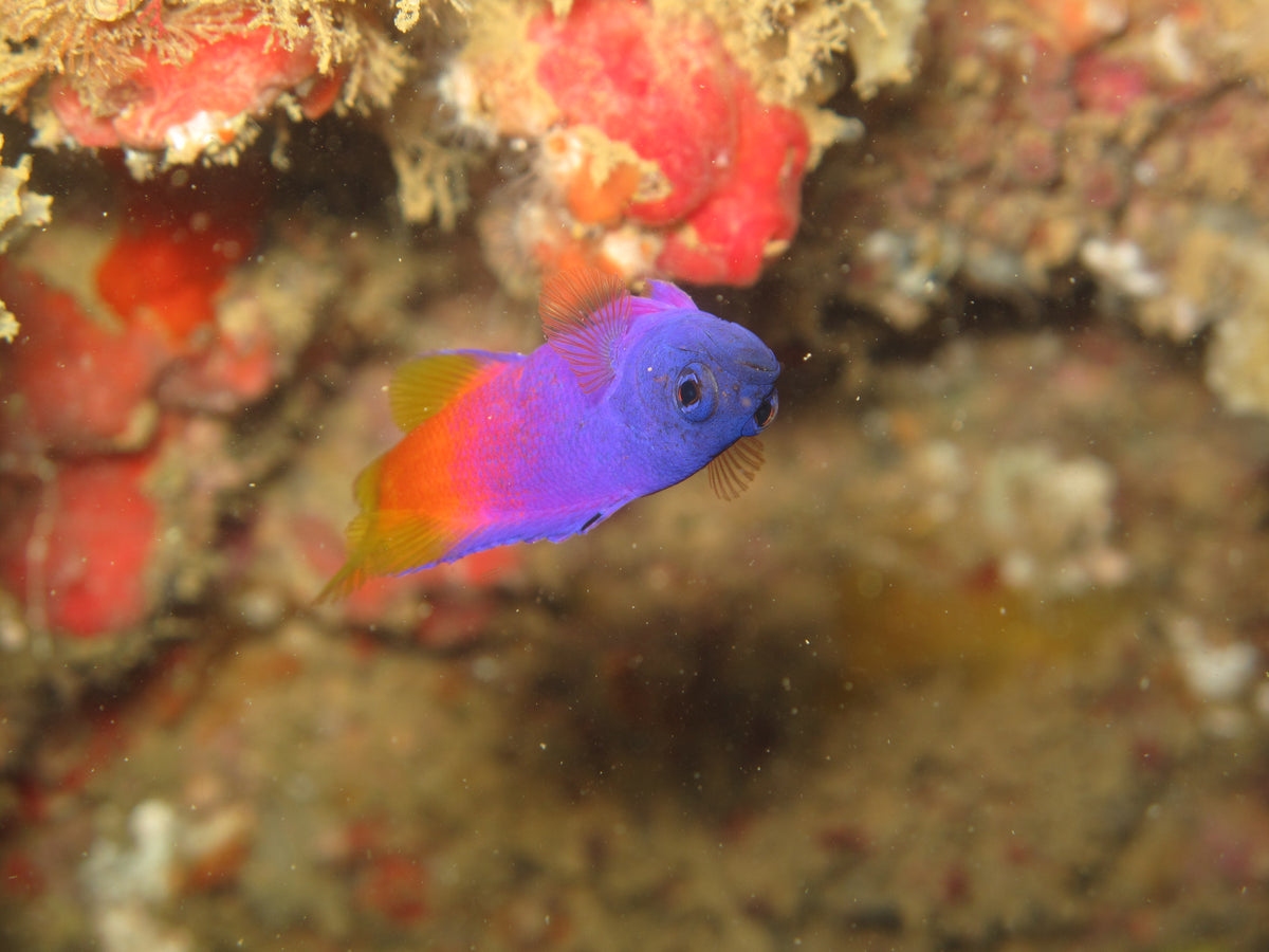 Brazillian Gramma Basslet