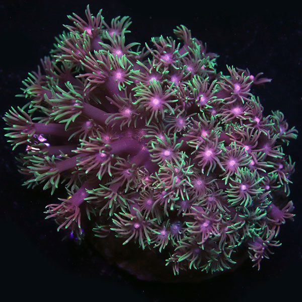 WYSIWYG cultured Green Jewel Goniopora A1