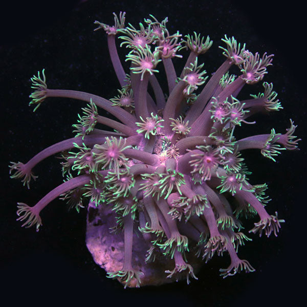 WYSIWYG cultured Green Jewel Goniopora A2
