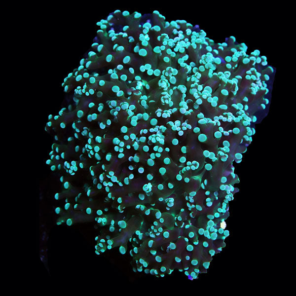 Green Octospawn