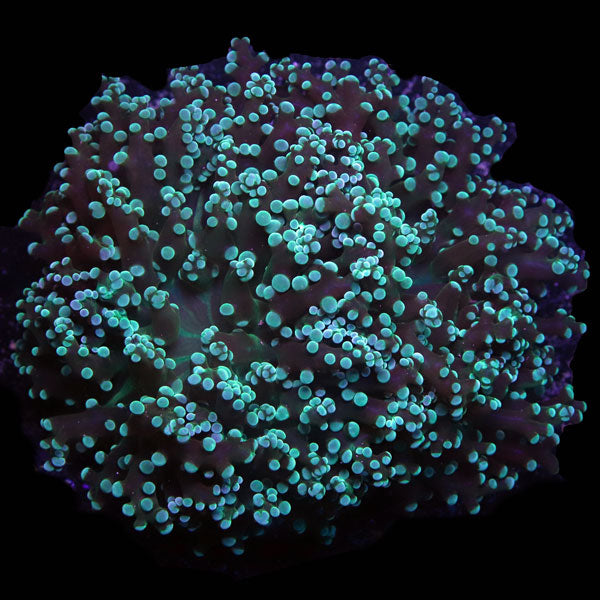 Green Octospawn