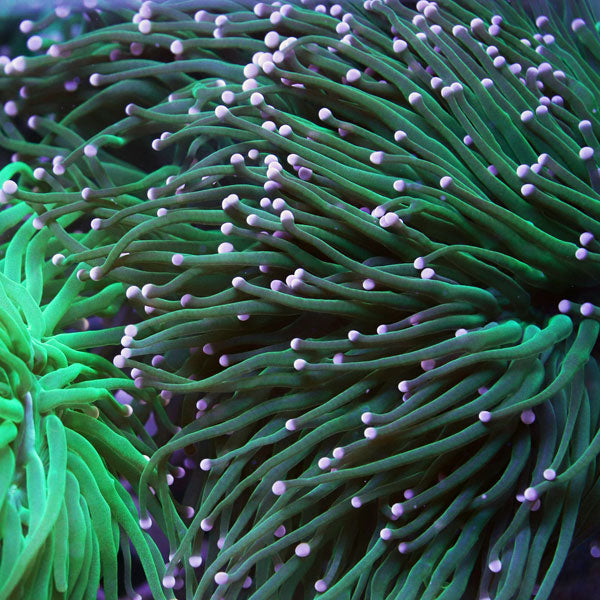 Green Torch with Pink Tips