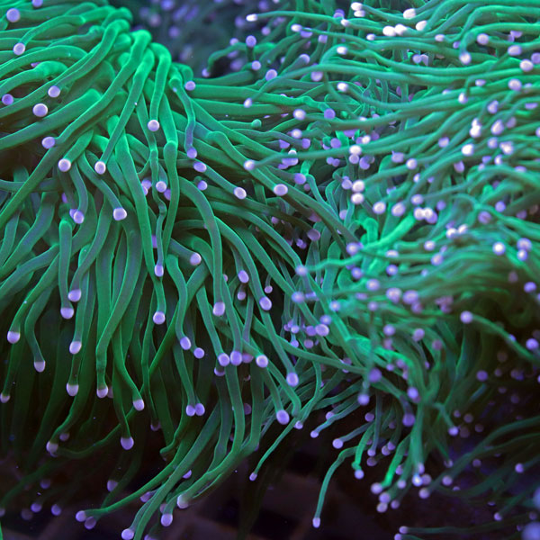Green Torch with Pink Tips