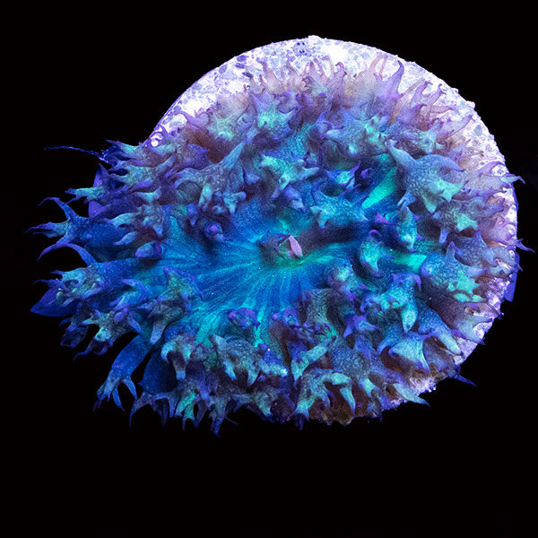 WYSIWYG cultured Panama St. Thomas Mushroom 1