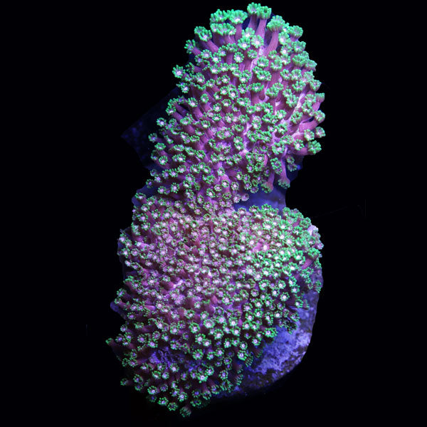 WYSIWYG cultured Alveopora "Groovy Starchild" B1