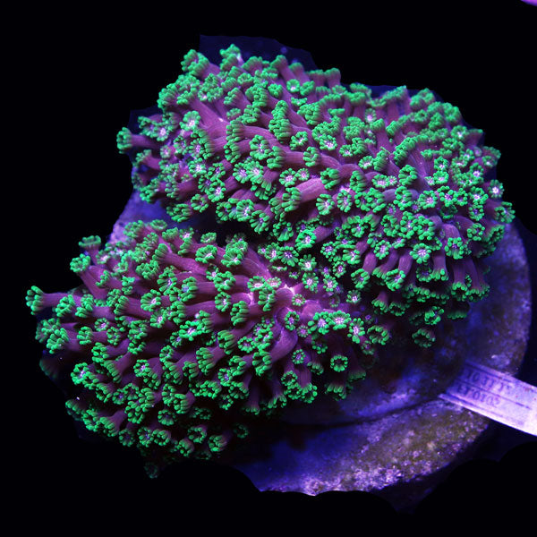 WYSIWYG cultured Alveopora "Groovy Starchild" B2