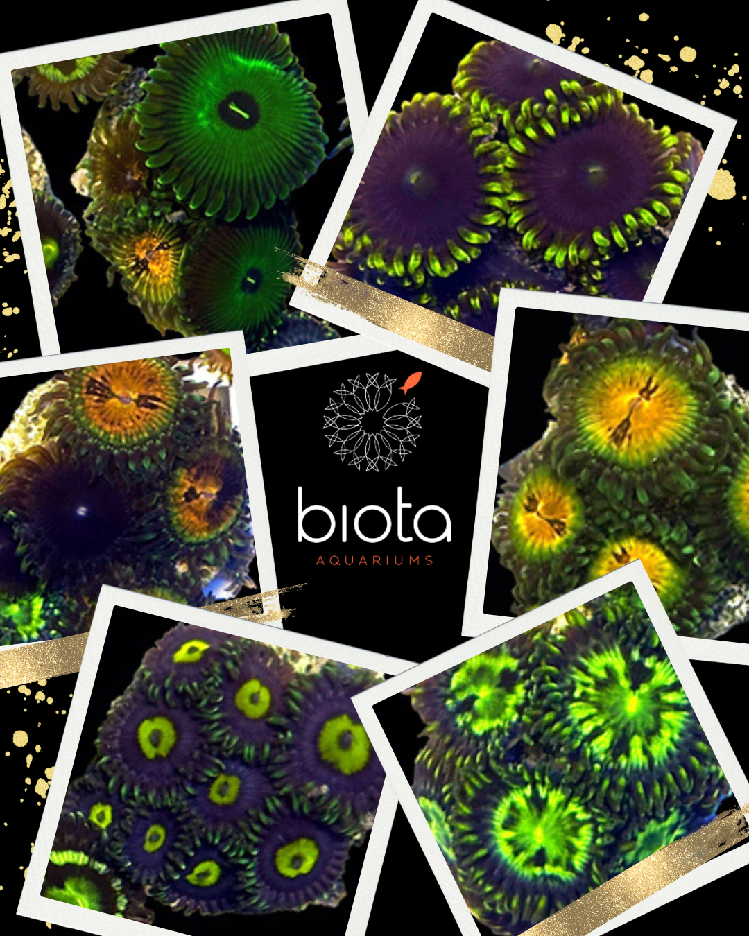 Panama Assorted Zoanthid