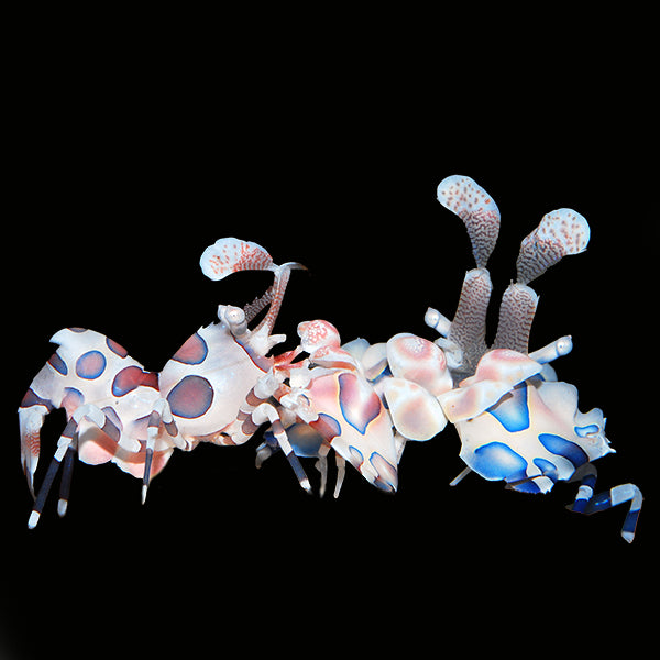 Harlequin Shrimp