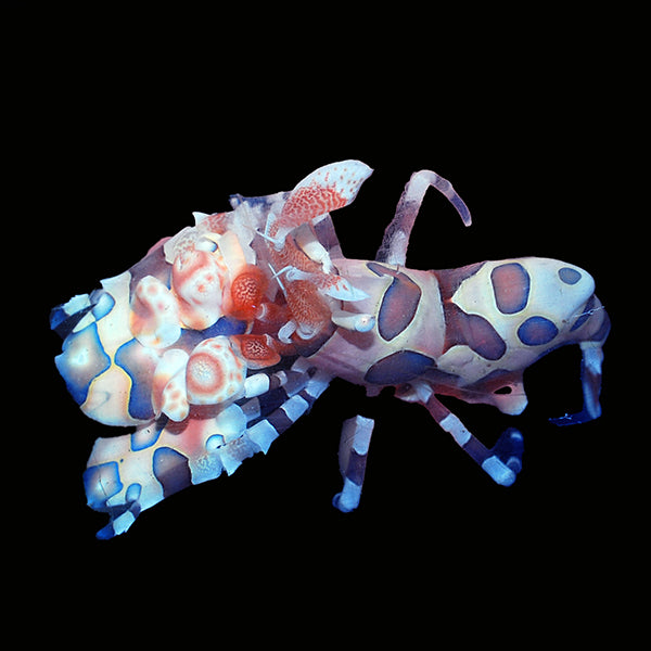 Harlequin Shrimp