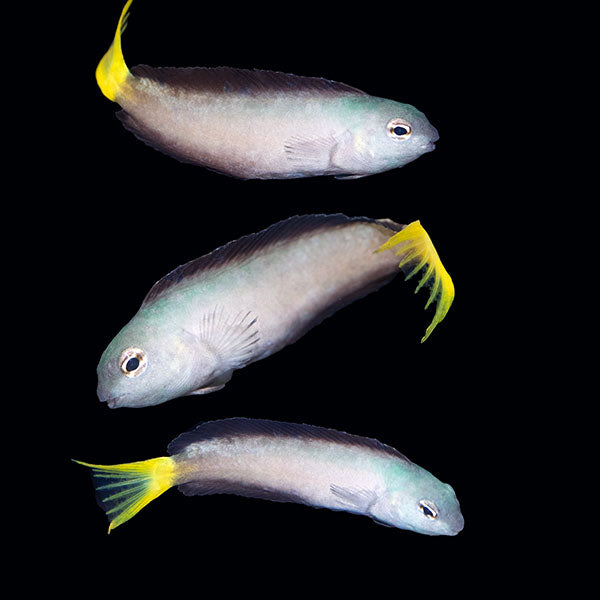 Mozambique Fangblenny