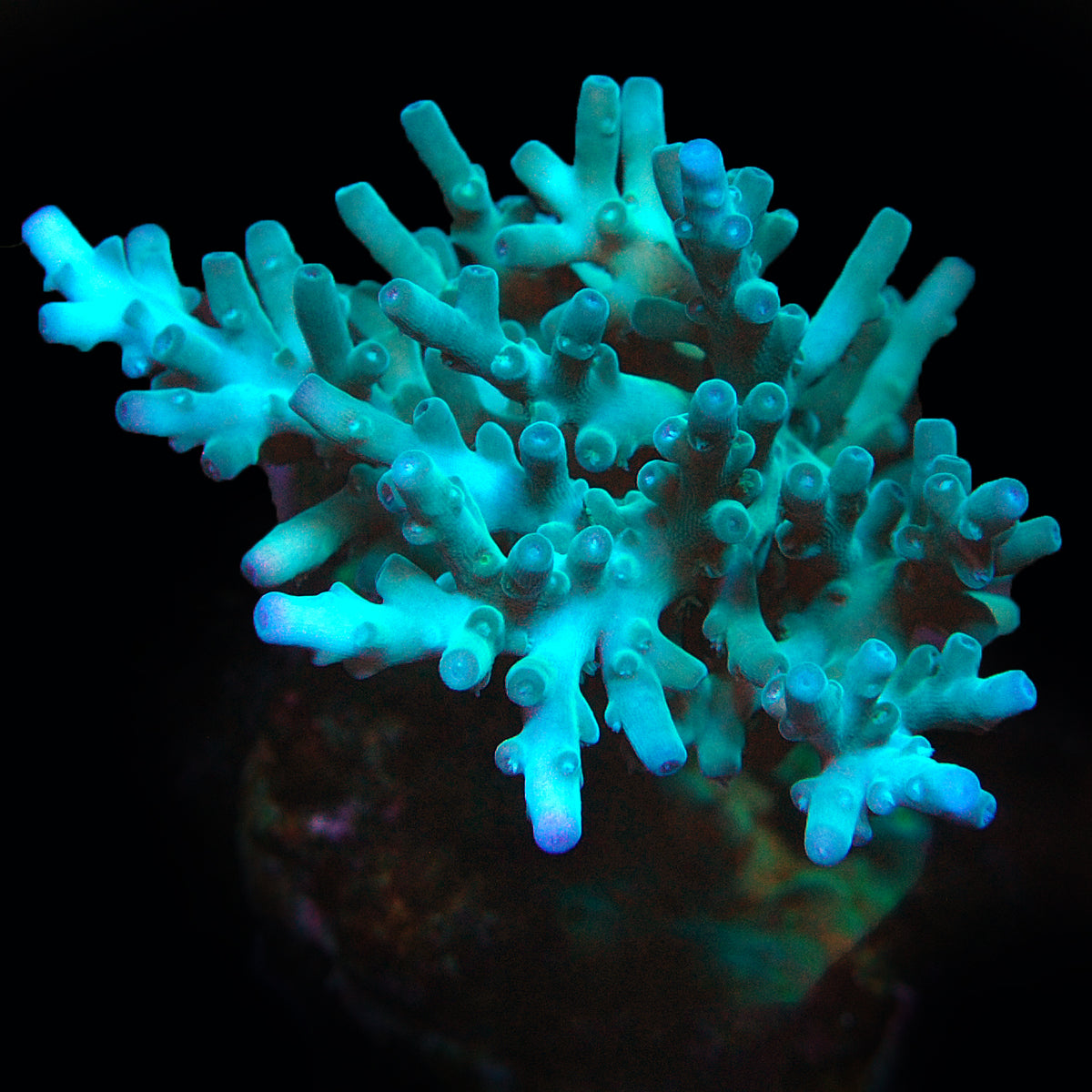 Biota Palau Helen&#39;s Elegant Smoothskin Acropora Mini-colony Grade A