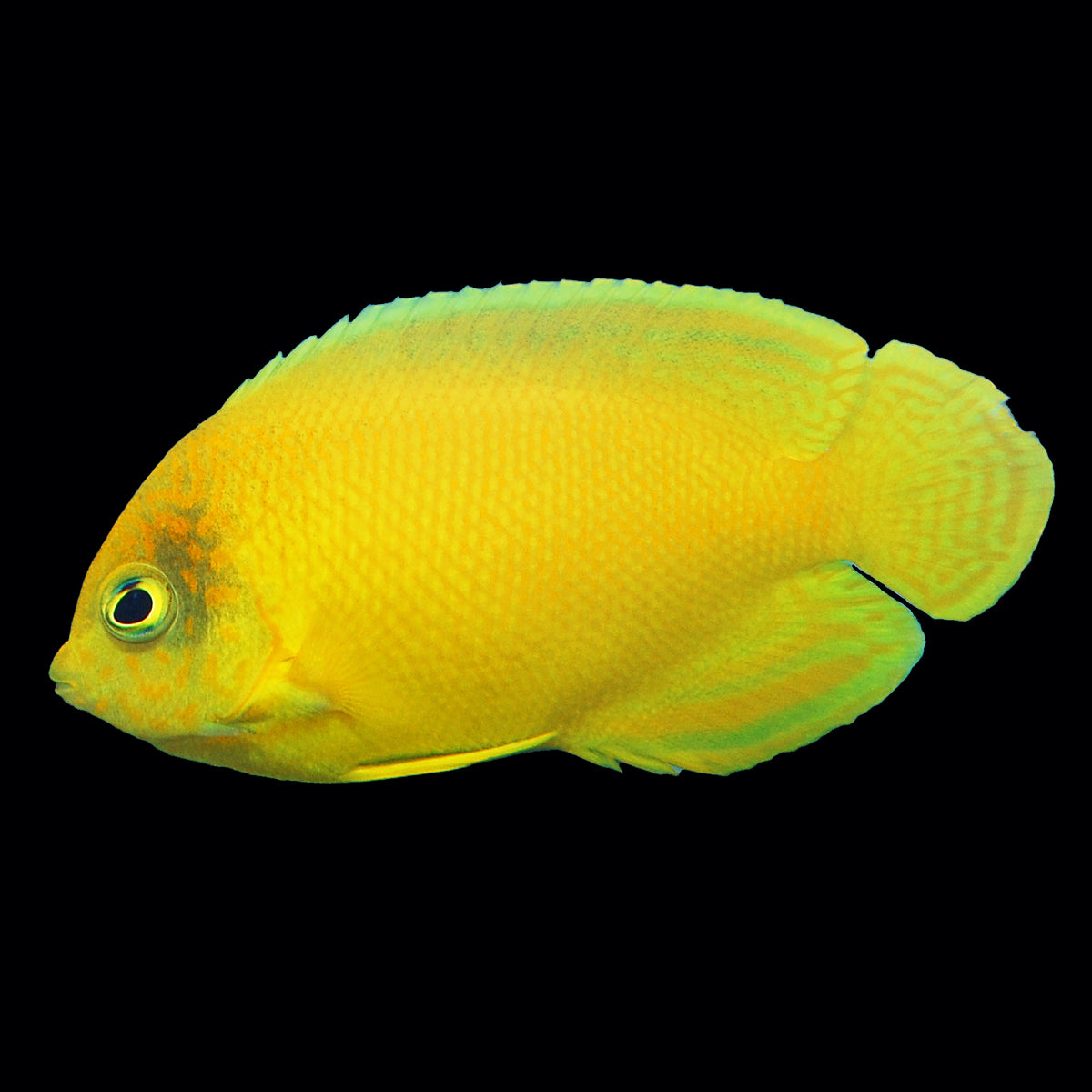 Yellow Heraldi Angelfish