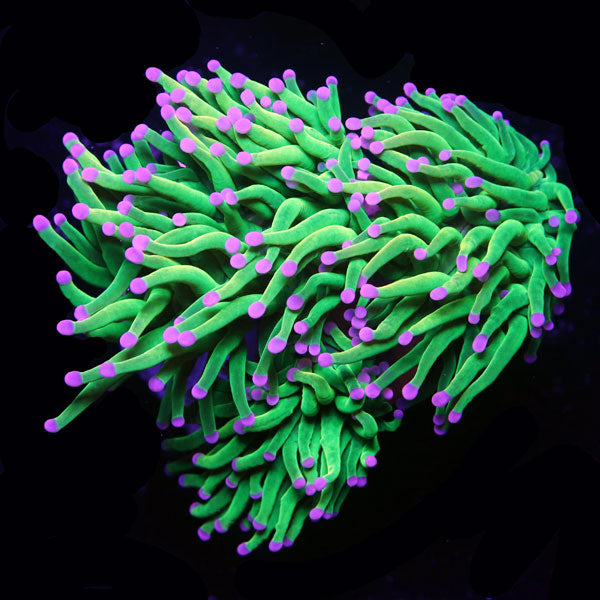 WYSIWYG cultured Kalimantan Holy Grail Torch frag B3