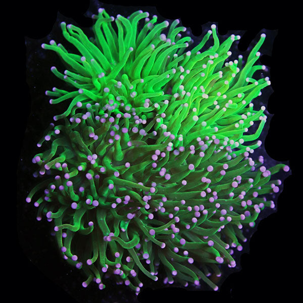 WYSIWYG cultured Kalimantan Holy Grail Torch + Green Torch Combo B4