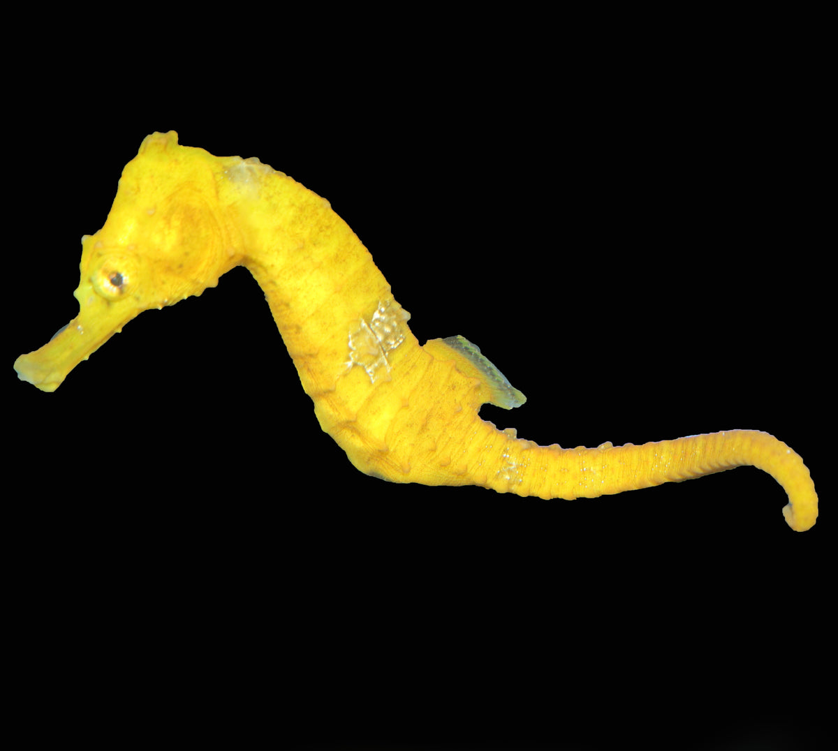 Saddled Erectus Seahorse