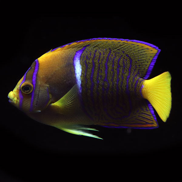 Clarion x Passer Angelfish
