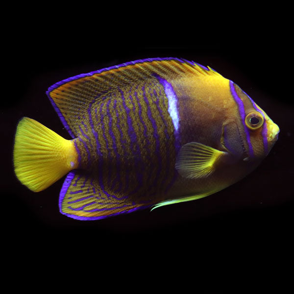 Clarion x Passer Angelfish