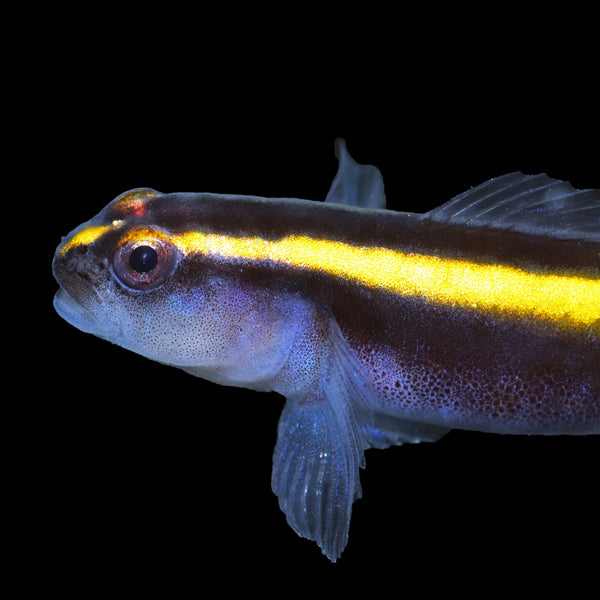 Yellow Neon Cleaner Goby