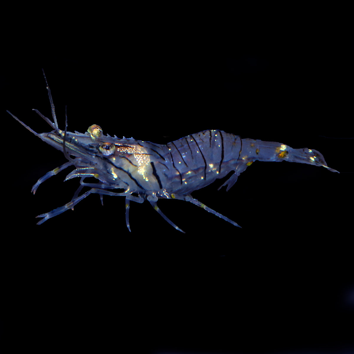 Elegant Rockpool Shrimp