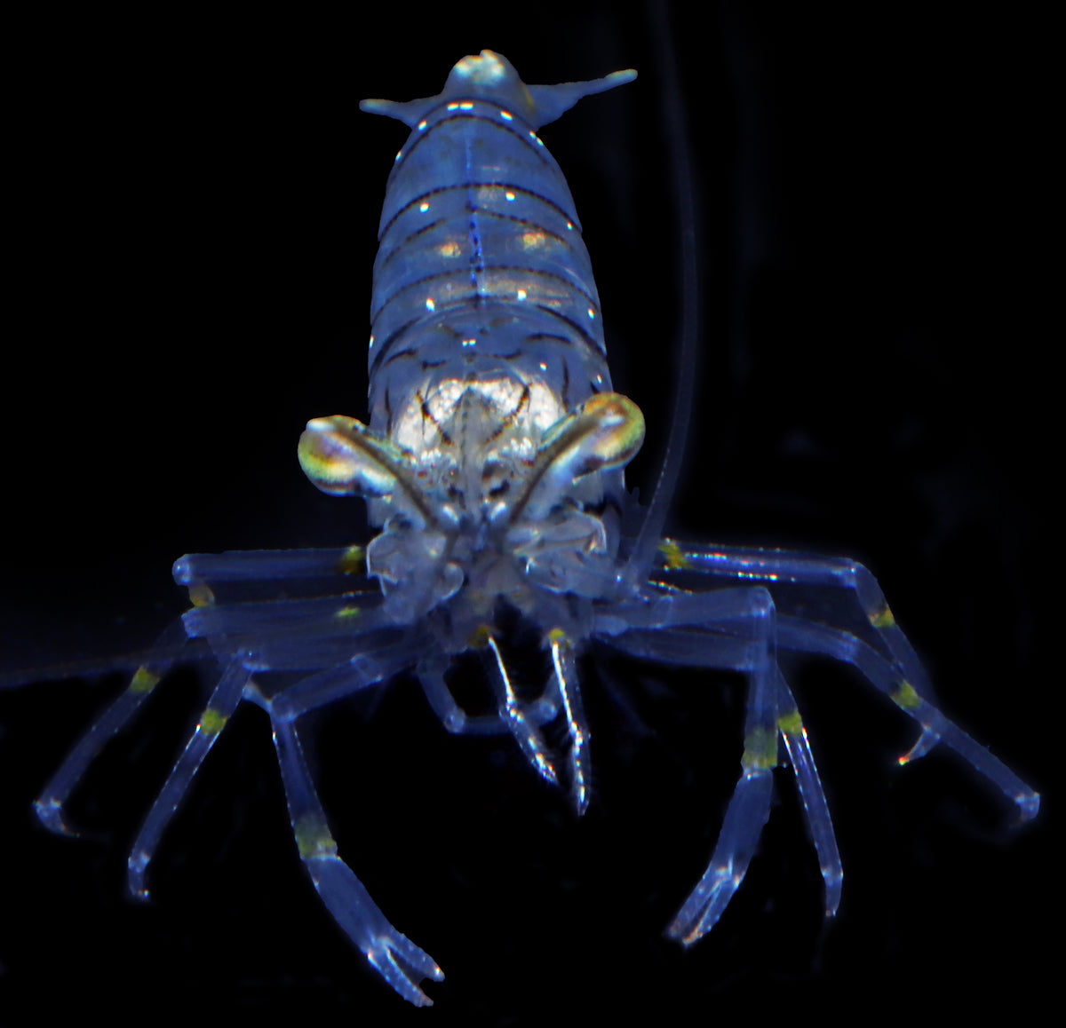 Elegant Rockpool Shrimp