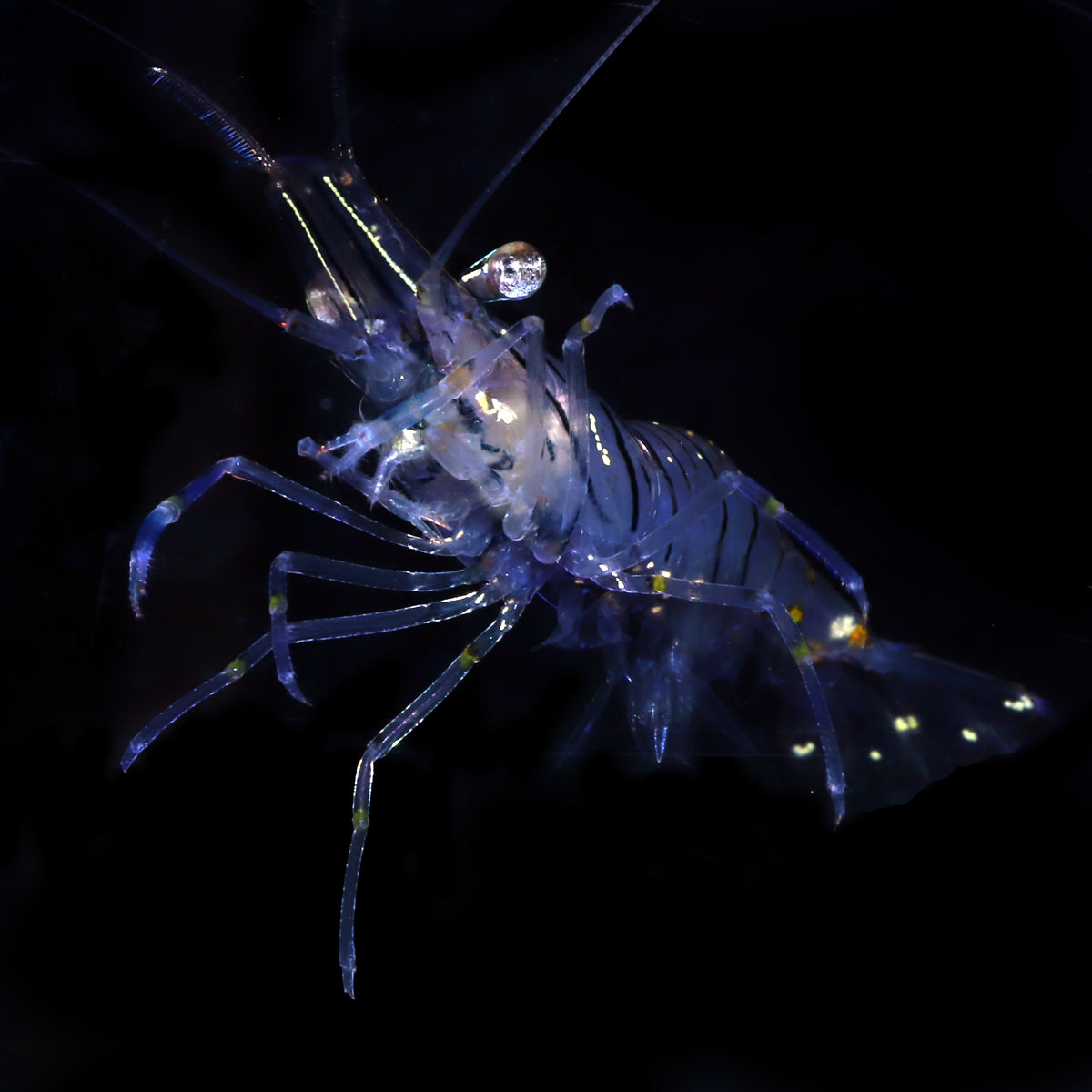 Elegant Rockpool Shrimp