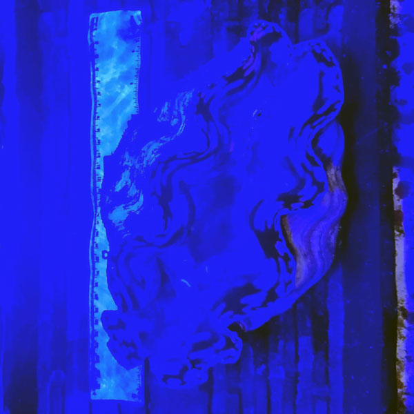 WYSIWYG cultured XXL 12" Derasa Clam