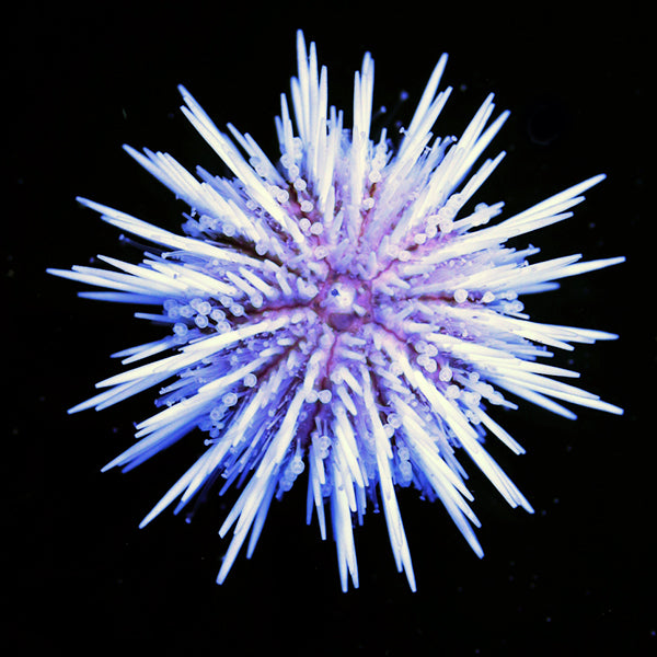 White Urchin