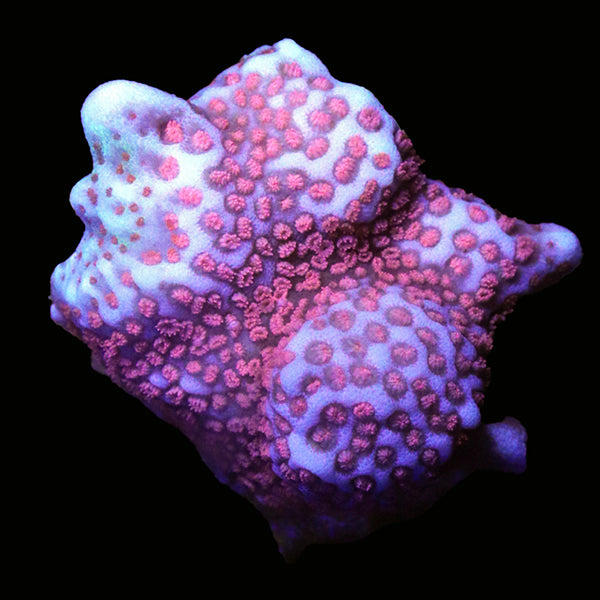 Forest Fire Montipora Frag