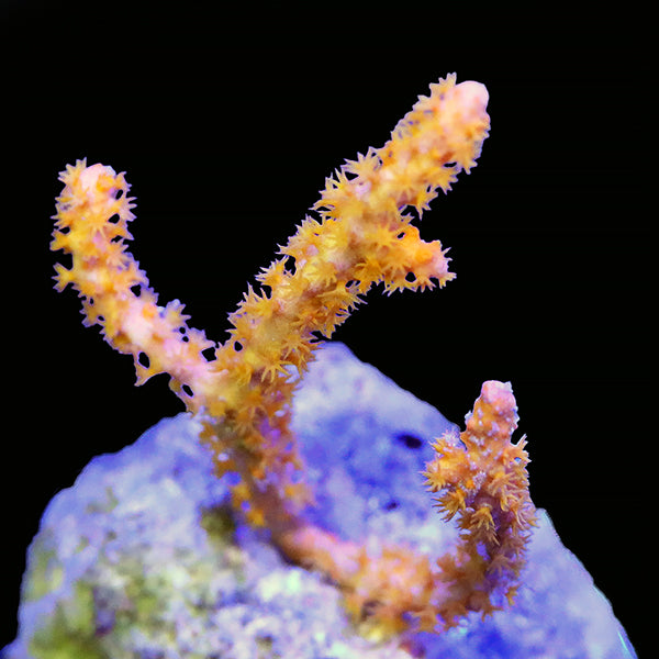 Tangerine Sea Fan