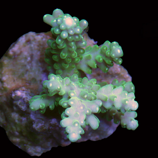 Biota Palau Chubby Pikachu Acropora frag