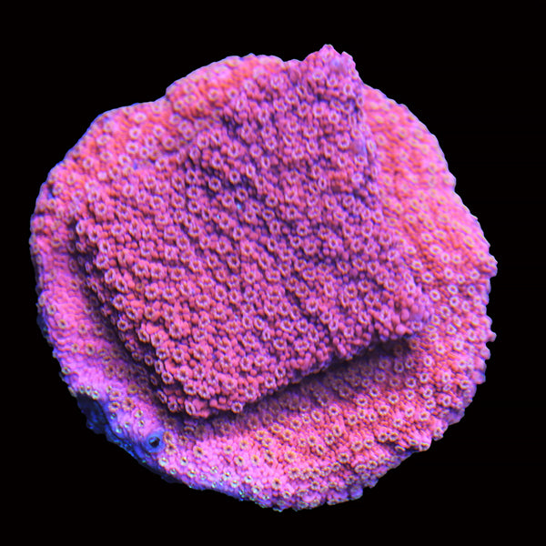 Biota Salmon Roe Montipora frag