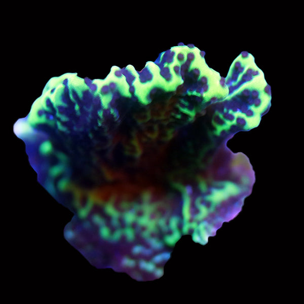 WYSIWYG cultured Montipora spumosa 6