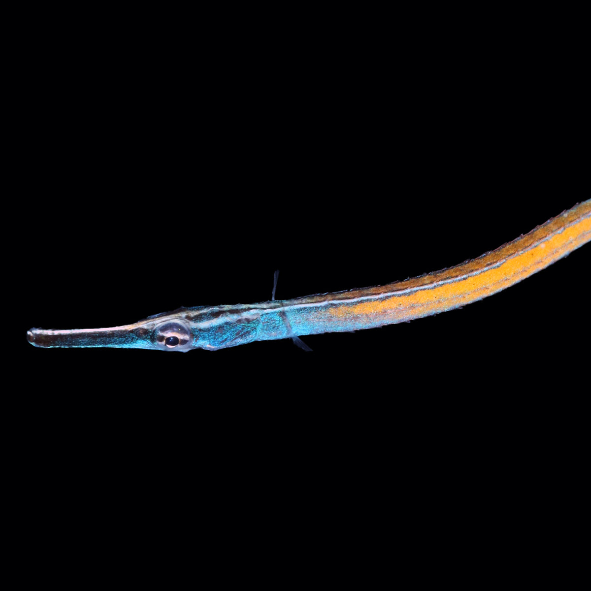 Captive Bred Janss&#39; Pipefish